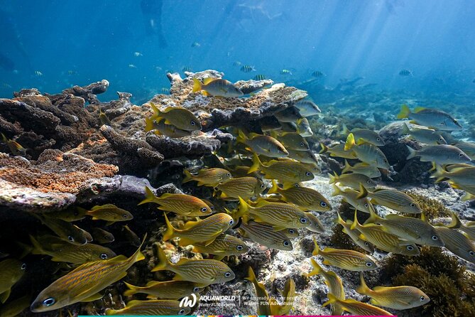 2-Hour Snorkeling Paradise Reef in Cancún Underwater Museum - What to bring and how to plan the day