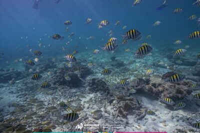 2-Hour Snorkeling Paradise Reef in Cancún Underwater Museum