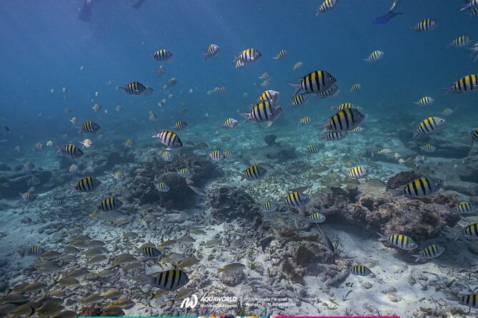 2-Hour Snorkeling Paradise Reef in Cancún Underwater Museum - Seeing MUSA without making it the whole trip