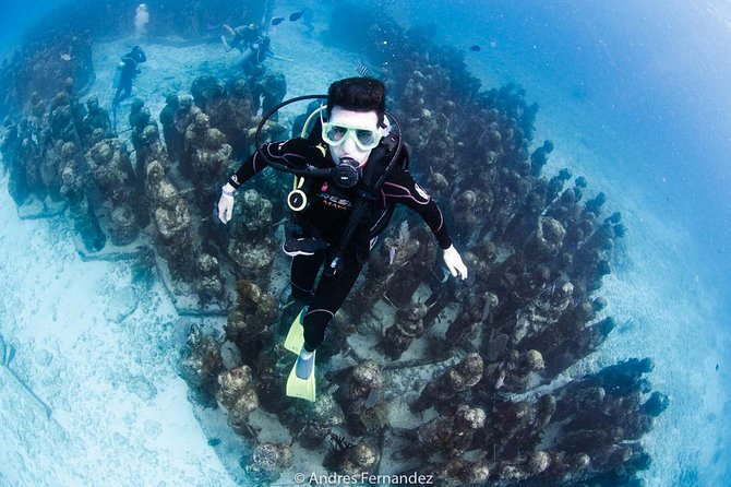 2 Tank Dives MUSA and Manchones reef (Certified divers) - What the two underwater sessions add