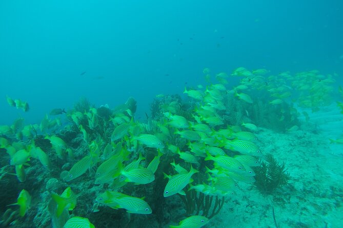 2 Tank Reef Dive in Mexico - Two reef sites, not a long boat ride
