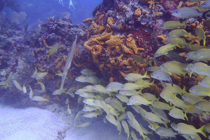 2 Tank Reef Dive in Mexico - The five-minute transfer and second site