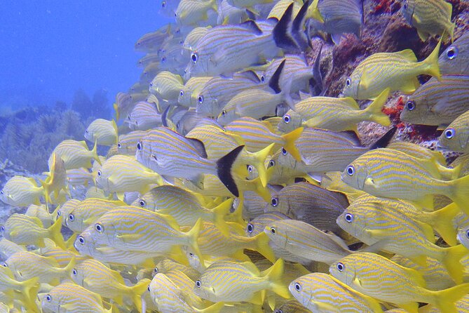 2 Tank Reef Dive in Mexico - A guide-led outing with a small group