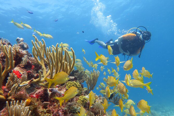 2 Tanks Dives Cancun Underwater Museum for Certified Divers - Who will enjoy this Cancun outing most?