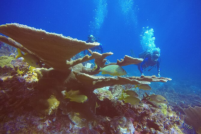 2 Tanks Scuba Diving in Punta Cancun Reefs for Certified Divers - Equipment, wetsuit, and what you must bring