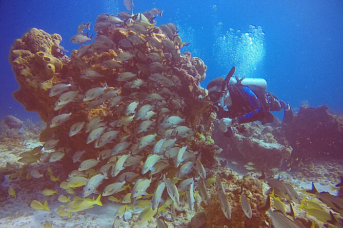 2 Tanks Scuba Diving in Punta Cancun Reefs for Certified Divers - The value of the small group