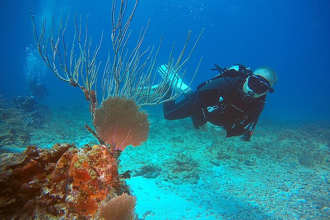 2 Tanks Scuba Diving Wreck and Reef in Cancun for Certified Divers - The Second Tank: A Cancun Reef