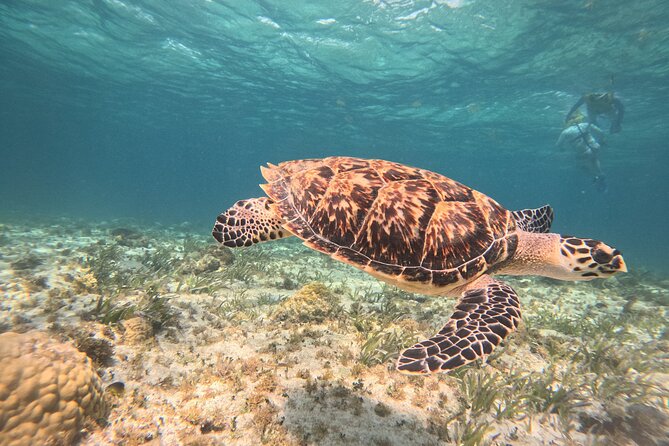 3 in 1 Jungle Speedboat and Snorkeling in Cancun - Checking in at Marina Chac Chi