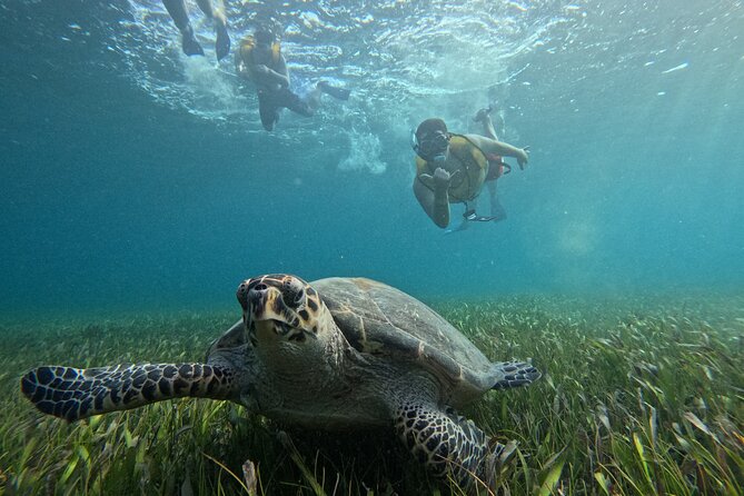 3 in 1 Jungle Tour Adventure Cancun - Seeing MUSA where art meets the sea
