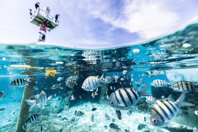 5-in-1 Cancun Snorkeling Tour with Sea Life & Transport Included - The first reef keeps beginners comfortable