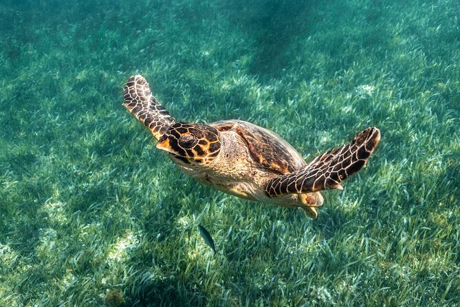 5-in-1 Cancun Snorkeling Tour with Sea Life & Transport Included - Searching for turtles, rays, and schools of fish