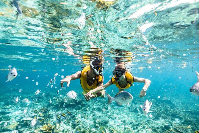 5-in-1 Cancun Snorkeling Tour with Sea Life & Transport Included - What the small group and guide support mean