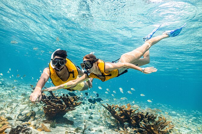 5-in-1 Cancun Snorkeling Tour with Sea Life & Transport Included - The real cost is closer to $99 per person