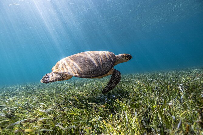 5-in-1 Cancun Snorkeling Tour with Sea Life & Transport Included - Two underwater galleries and two statues