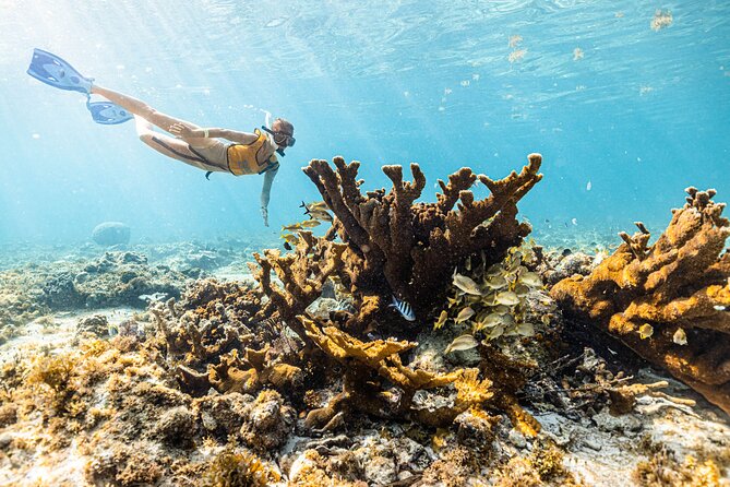 5-in-1 Cancun Snorkeling: Turtles, Reef, Musa, Shipwreck, Cenote - MUSA’s underwater statues in two locations
