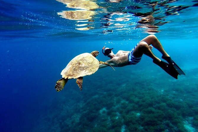 Akumal paradise tour Swimming with Turtles & ancient Tulum Ruins. Lunch included - Key points at a glance