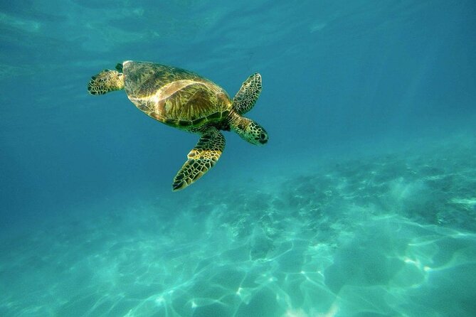 Amazing Adventure in Akumal. Swim with turtles and discover Tulum Ruins. - Is $139 a fair price?