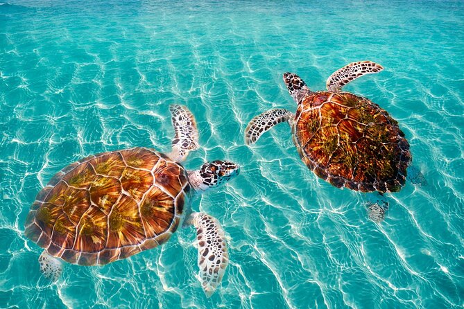 Amazing Adventure in Akumal. Swim with turtles and discover Tulum Ruins. - Who will get the most from this tour?