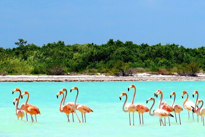 Amazing HOLBOX Full day tour and Cenote swim experience from Cancun! - Three hours to make Holbox your own