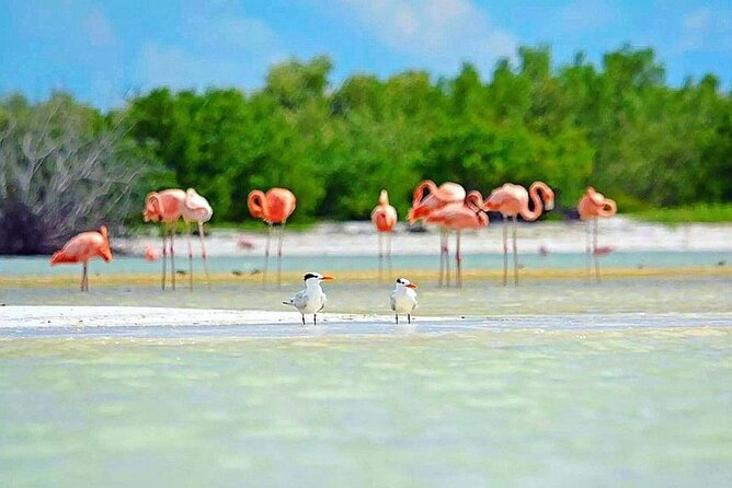 Amazing HOLBOX Full day tour and Cenote swim experience from Cancun! - Lunch by the beach