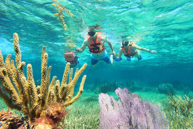 Amazing Snorkeling Experience + Real Mexican Tacos - Key points to know before you book