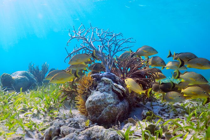 Amazing Snorkeling Experience + Real Mexican Tacos - The guides can shape the whole day
