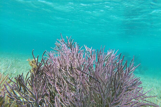 Amazing Snorkeling Experience + Real Mexican Tacos - Tacos and snacks give the trip a local finish