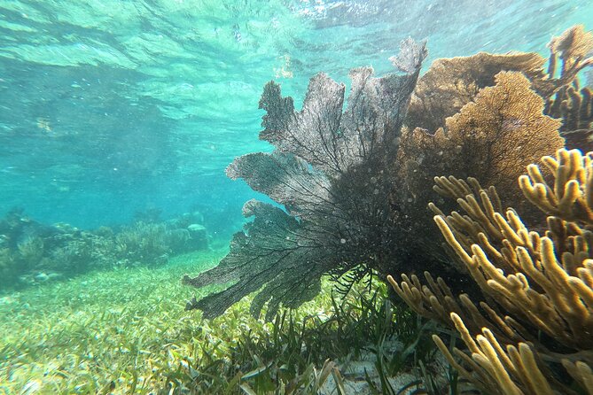 Amazing Snorkeling Experience + Real Mexican Tacos - Sunscreen and camera rules require advance planning