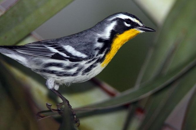 Bird watching ecofriendly tour from Cancun & Riviera Maya - Entering the jungle near Puerto Morelos