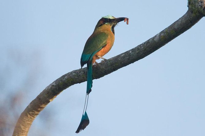 Bird watching ecofriendly tour from Cancun & Riviera Maya - A local meal and the question of what is included