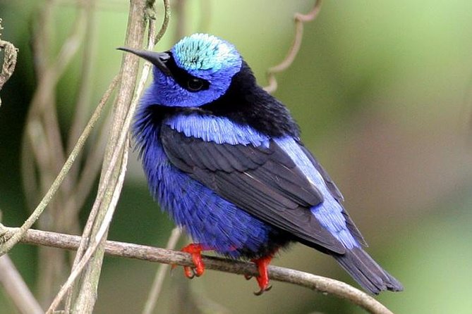 Bird watching ecofriendly tour from Cancun & Riviera Maya - What to bring and how to prepare
