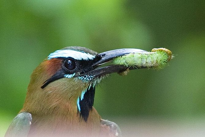 Bird watching ecofriendly tour from Cancun & Riviera Maya - Who should book this jungle outing?