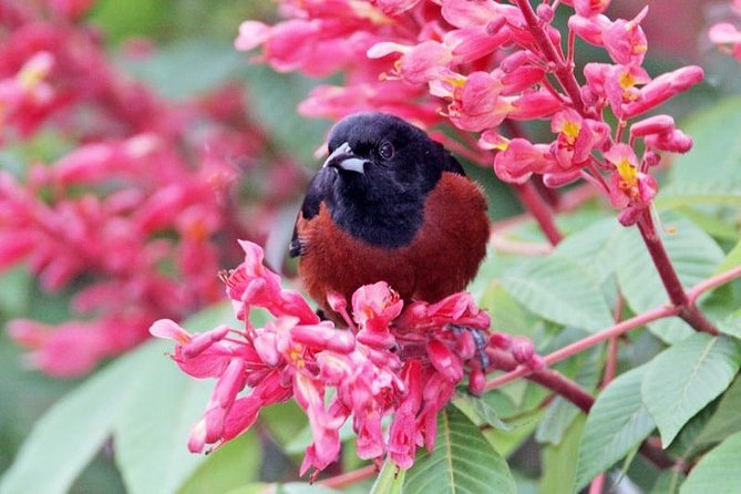 Bird watching ecofriendly tour from Cancun & Riviera Maya - Should you book it?