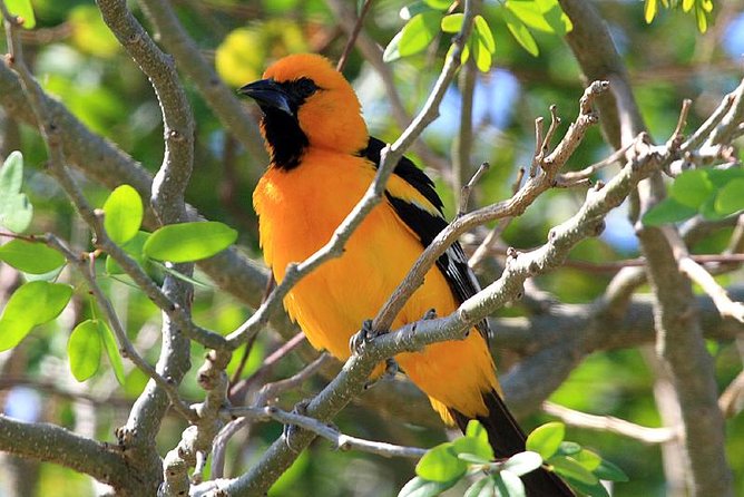 Bird watching ecofriendly tour from Cancun & Riviera Maya - Birding with José and a private group
