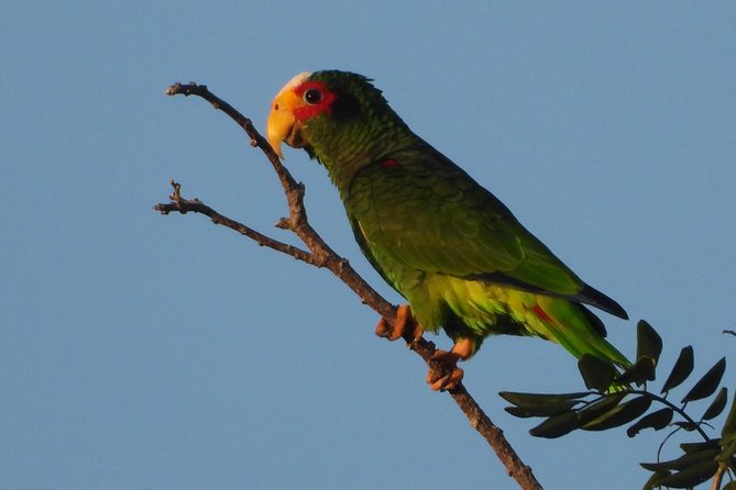 Birds of the Mayan World 1 - Birdwatching along the Ruta de los Cenotes