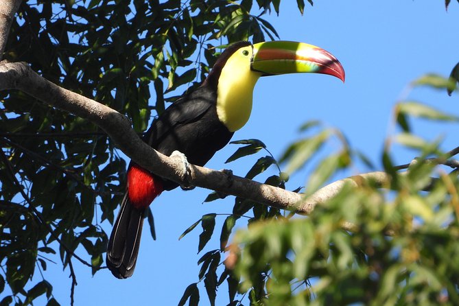 Birds of the Mayan World 1 - Guides Jose and Gil add a personal touch
