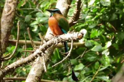 Birds of the Mayan World 1