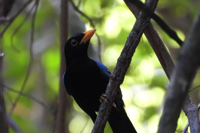Birds of the Mayan World 1 - A private tour changes the pace