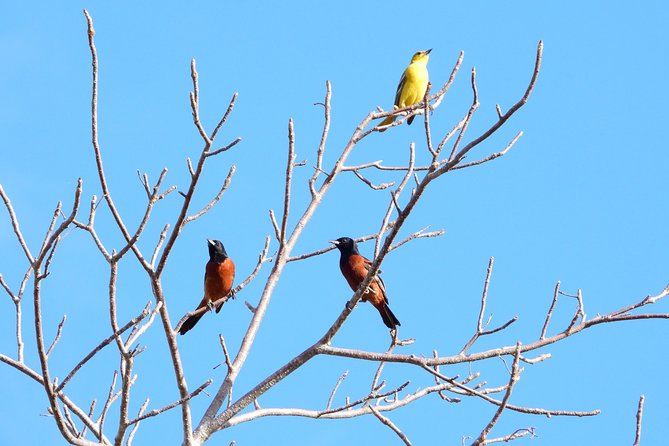 Birds of the Mayan World 1 - Why the low-impact approach matters