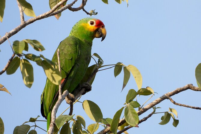 Birds of the Mayan World 1 - The bird list can be impressive