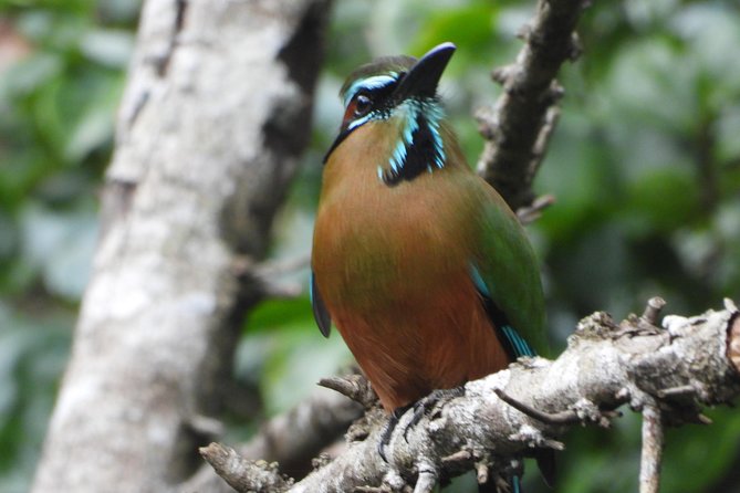 Birds of the Mayan World 1 - What the tour is worth to you