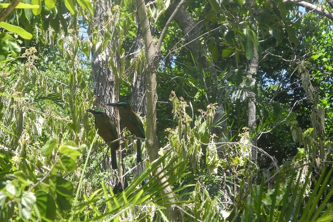 Birds of the Mayan World 2 / Route of the cenotes - A small-group birding day near Puerto Morelos