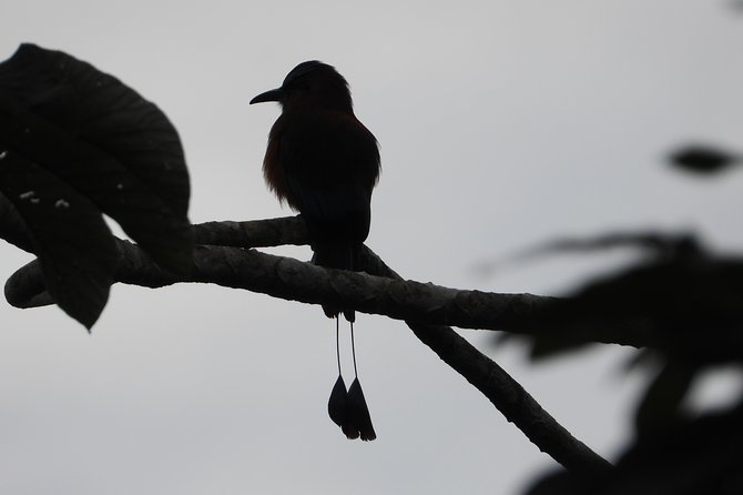 Birds of the Mayan World 2 / Route of the cenotes - The maintained trail and the wider forest story