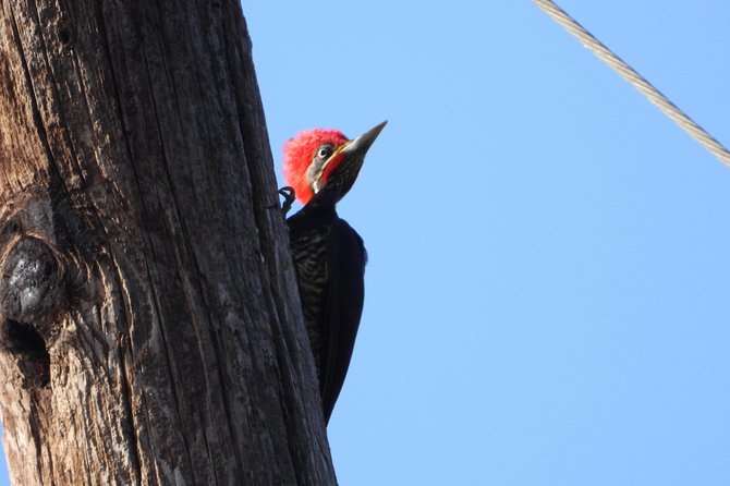 Birds of the Mayan World 2 / Route of the cenotes - Why the private guide makes a difference