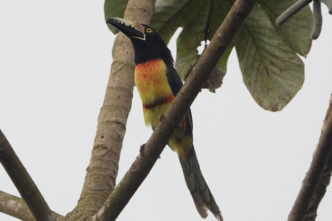 Birds of the Mayan World 2 / Route of the cenotes - Food, transport, and what the four hours include