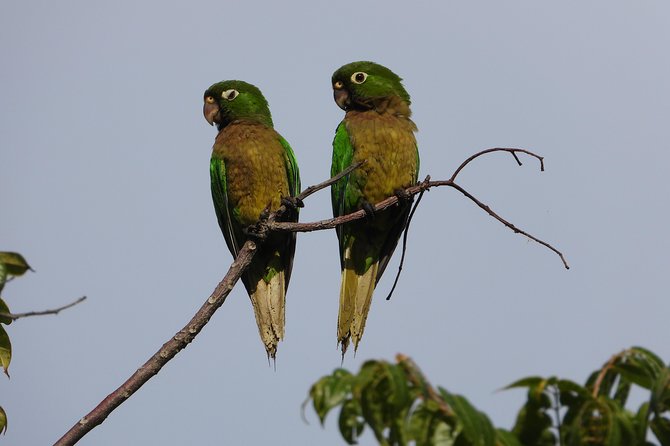 Birds of the Mayan World 2 / Route of the cenotes - Morning birding or a quieter afternoon?