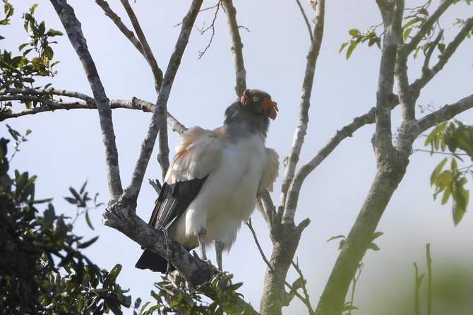 Birds of the Mayan World 2 / Route of the cenotes - Booking details worth checking first