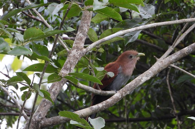 Birds of the Mayan World 2 / Route of the cenotes - What you see on the roads through the jungle