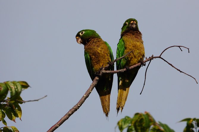 Birds of the Mayan World 3 - An early start from central Cancún