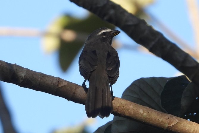 Birds of the Mayan World 3 - Muyil adds a second setting